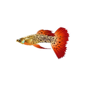 Red Leopard Guppy